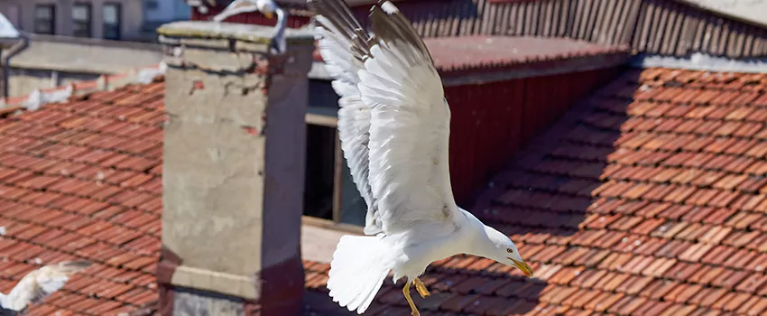Residential Chimney Animal Removal Solution in Morrisville, NC