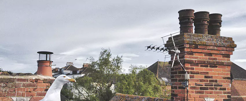 Chimney Cleaning And Restoration in Morrisville, North Carolina